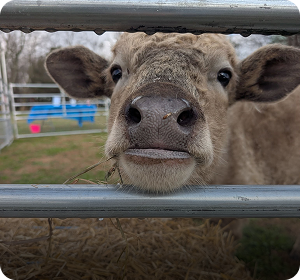 Calf meeting guests at a petting zoo