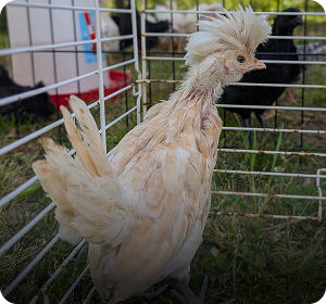 Chicken at a mobile petting zoo