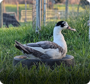 Ducks at a mobile petting zoo