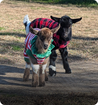 Goats wearing sweaters at a mobile petting zoo