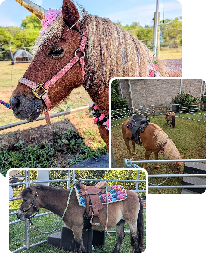 Hand-led ponies with decorative saddles at a farm event