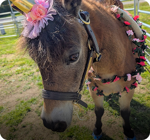 Miniature donkey at a farm event
