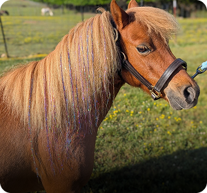 Pony at Hidden Magnolia Farm