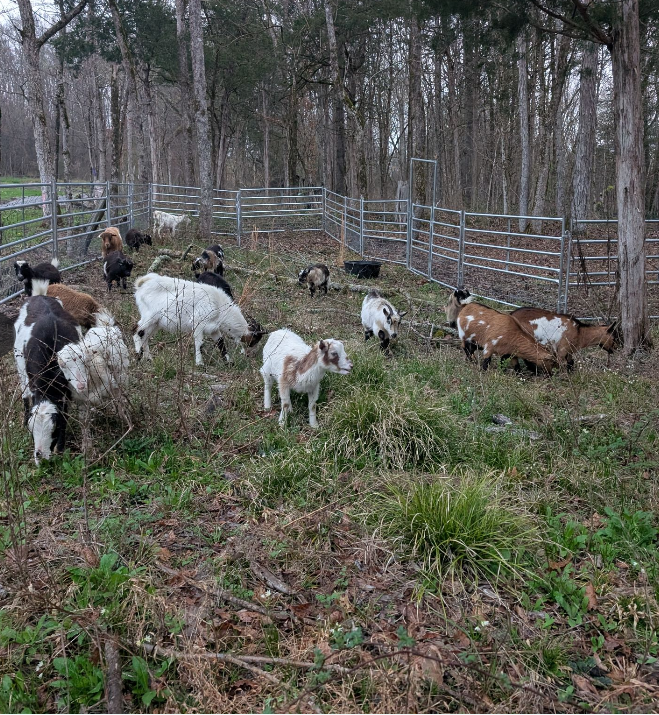 Hidden Magnolia Farm gallery photo 4