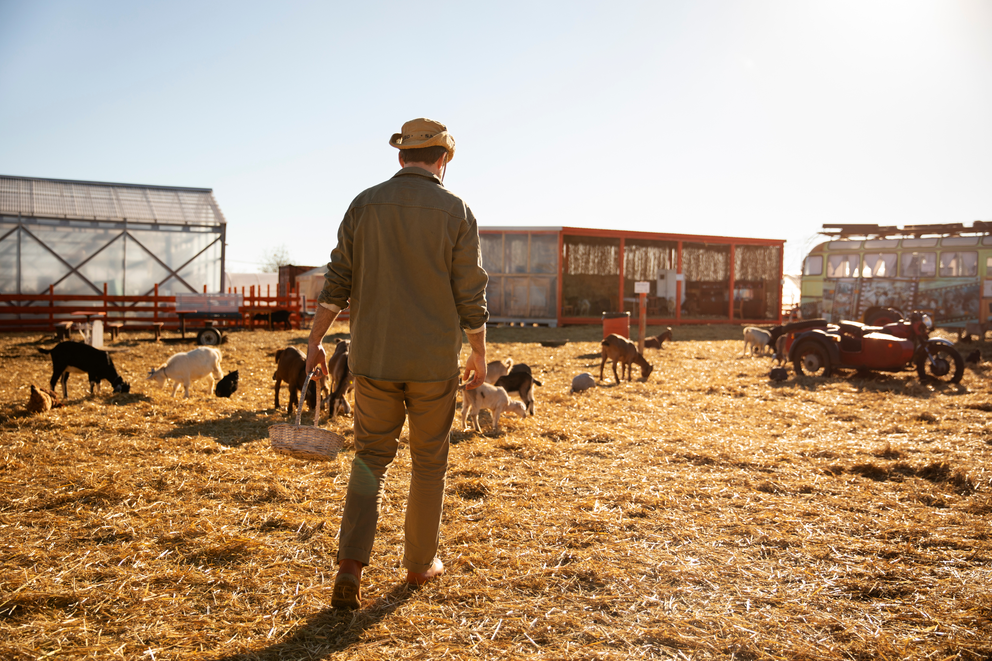 Cattle grazing in a pasture with hay delivery services