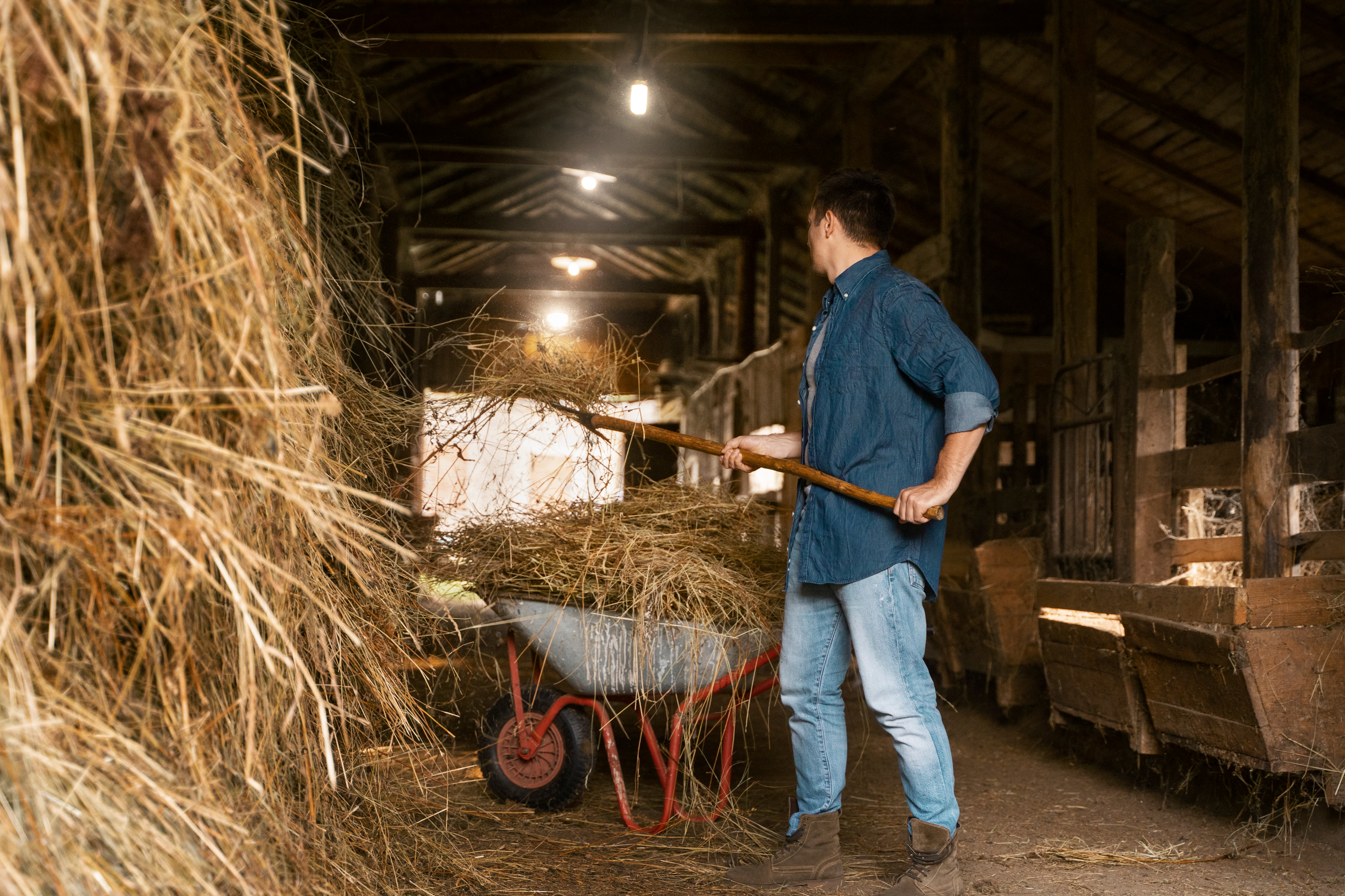 Farmer moving hay in a barn with a pitchfork