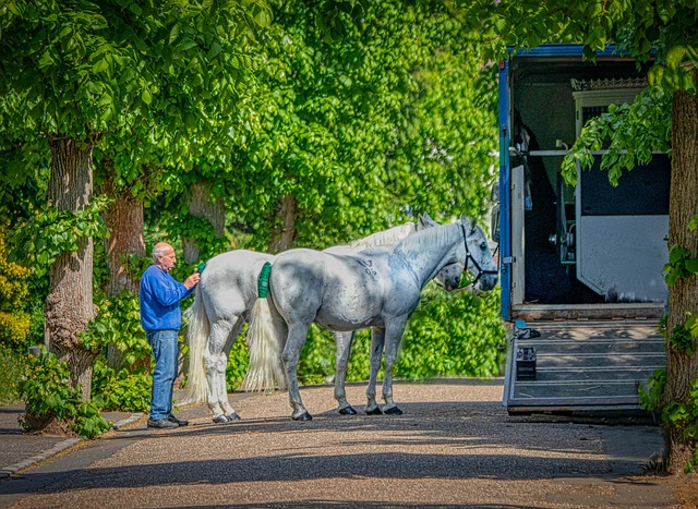 Horses standing near a livestock trailer