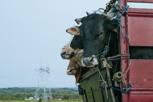 Cattle looking out from a livestock trailer