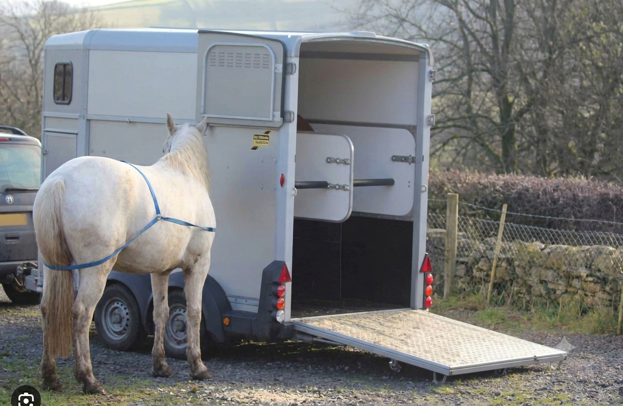 Livestock being transported in a professional trailer
