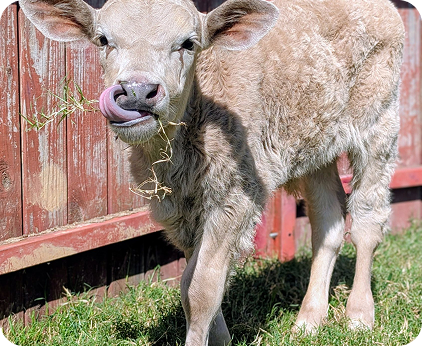 Farm calf standing near a red barn fence