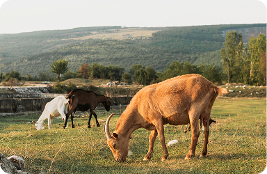 Livestock Sales