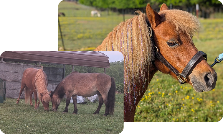 Horses at Hidden Magnolia Farm