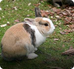 Rabbit in a supervised petting zoo enclosure